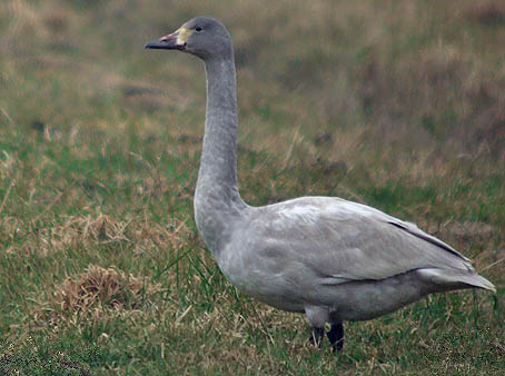 Kleinezwaan030206